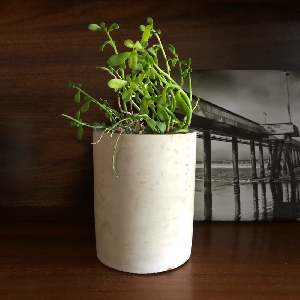 Small Concrete Planter Cup with Plastic Liner